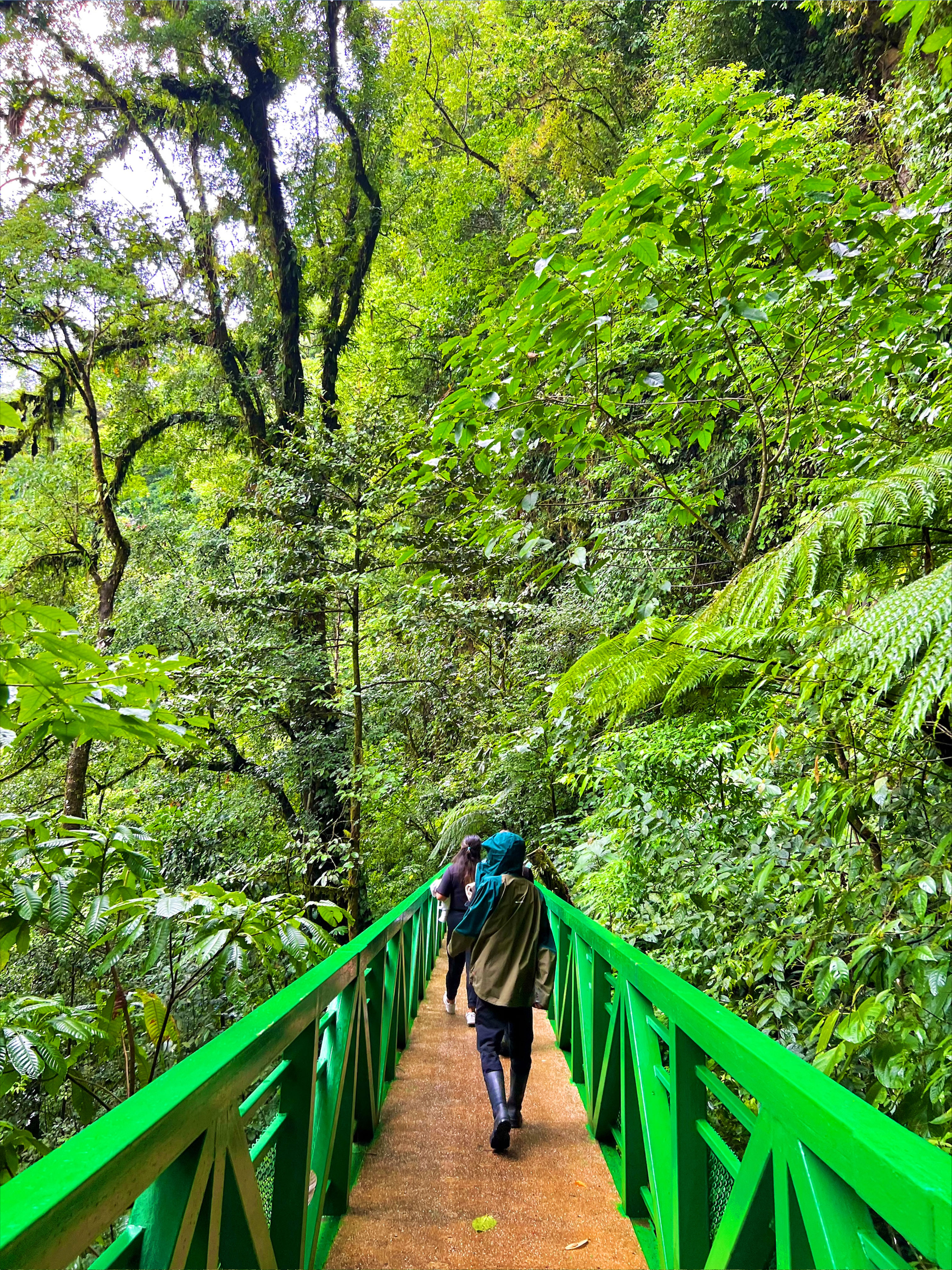 Photo of a student walking across a wooden bridge in the Arenal Volcano National Park in La Fortuna, Costa Rica