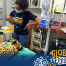 Student watches over a doctor working on an anesthetized cheetah. 