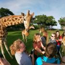 image of a students surrounding a giraffe