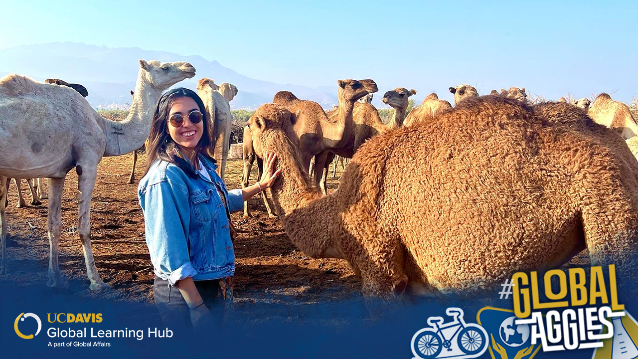 Photo of a student standing next to camels in Morocco. Her left hand is petting the neck of a large camel.